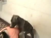 Girl has dog sex doggy style